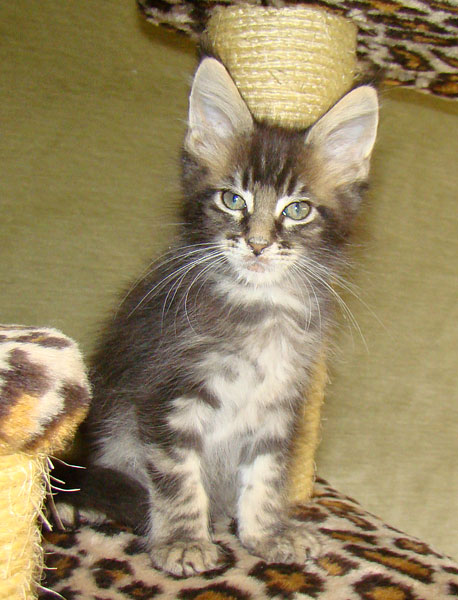     Catsvill County!   !    !       !!!    Catsvill County +7-926-544-74-09     .   ,   ,   ,    ,   ,  ,     ,   -,    ,   !